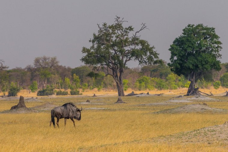 084 Zimbabwe, Hwange NP, gnoe.jpg